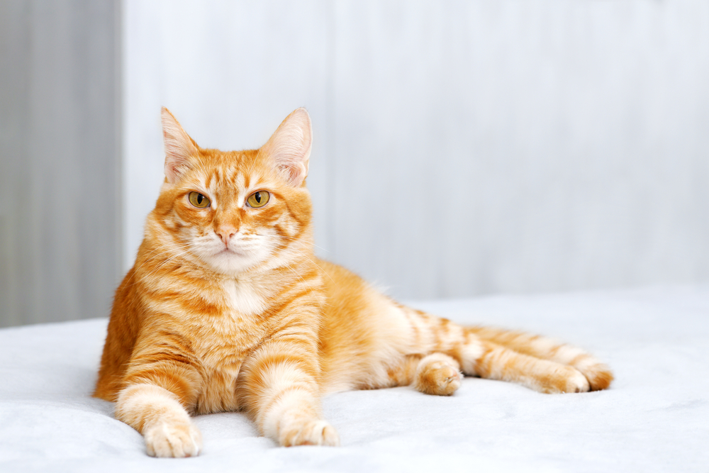 Title: Orange Cats – The Ultimate Guide to the Fiery Felines