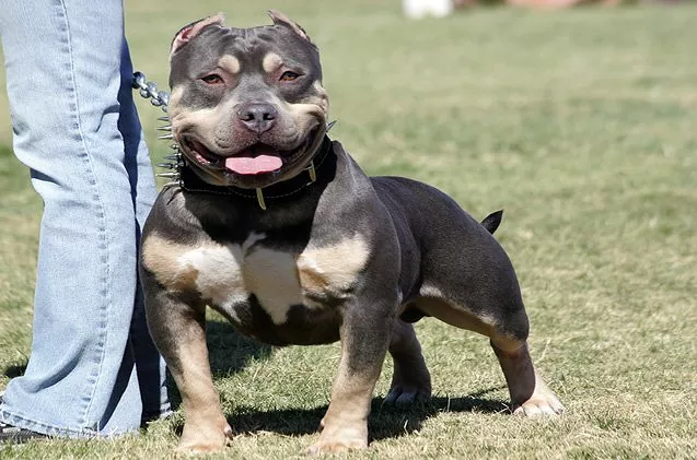 The Miniature Pitbull: A Complete Guide to This Unique and Lovable Breed